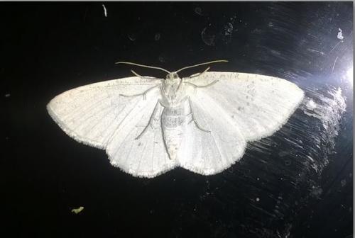 Cabera pusaria