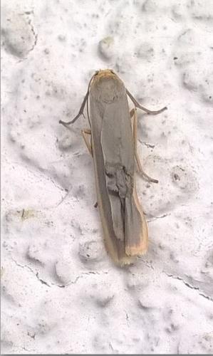 Eilema complana