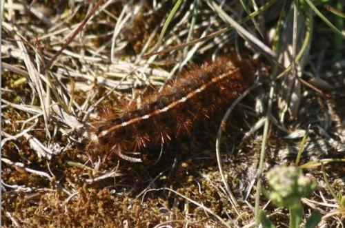 Diacrisia sannio