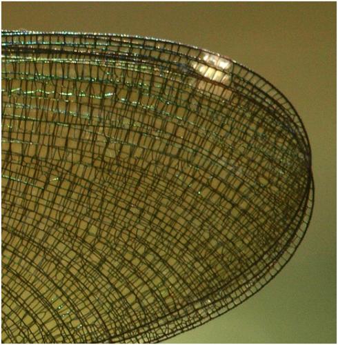 Calopteryx splendens