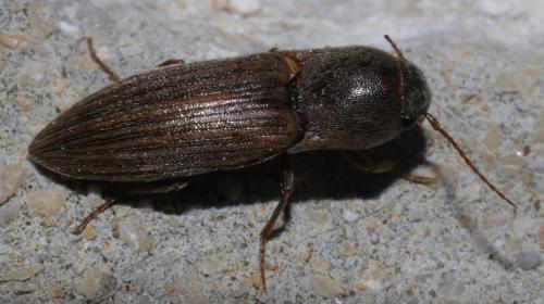 Agriotes lineatus