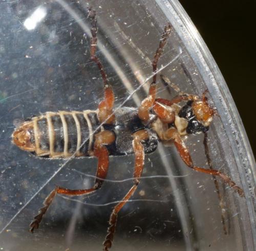 Réf. 184 165 : Cantharis nigricans
