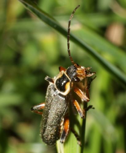 Réf. 184 163 : Cantharis nigricans