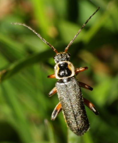 Cantharis nigricans