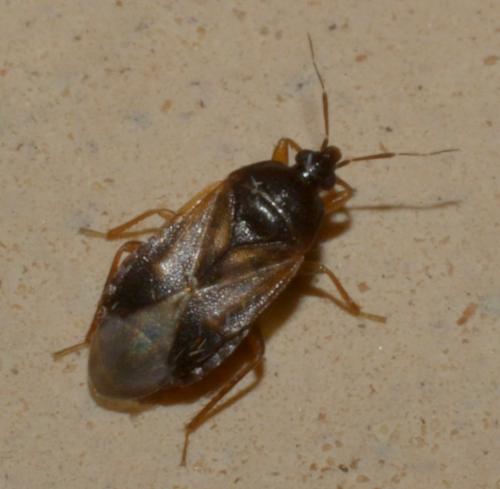 Lyctocoris campestris