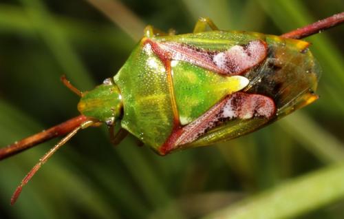 Cyphostethus tristriatus