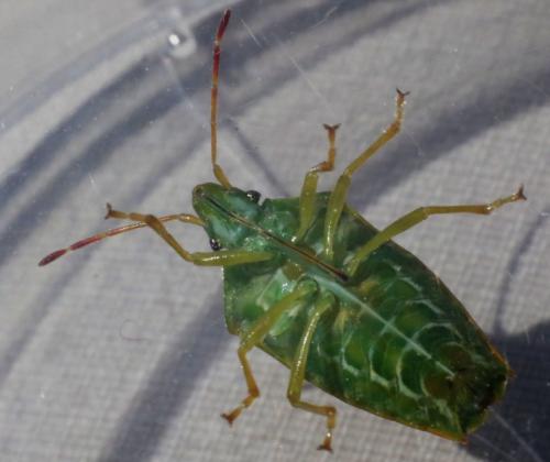 Cyphostethus tristriatus