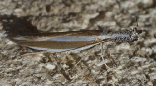 Réf. 184 965 : Pleurota aristella