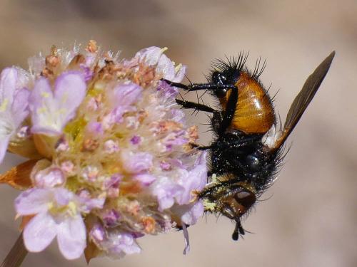 Nowickia sp.