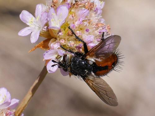 Nowickia sp.