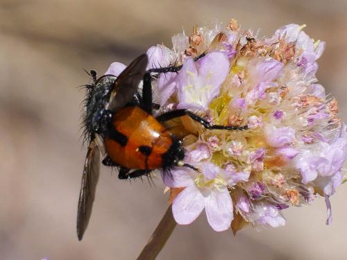 Nowickia sp.