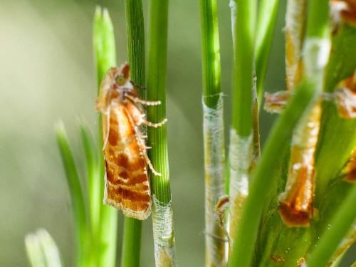 Rhyacionia buoliana