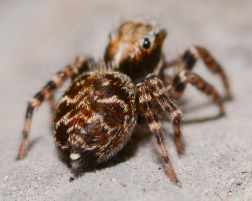 Réf. 184 655 : Pseudeuophrys obsoleta