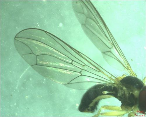 Réf. 184 729 : Dorylomorpha sp.