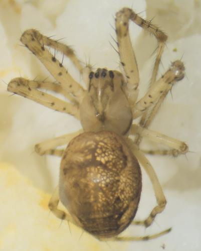Metellina sp.