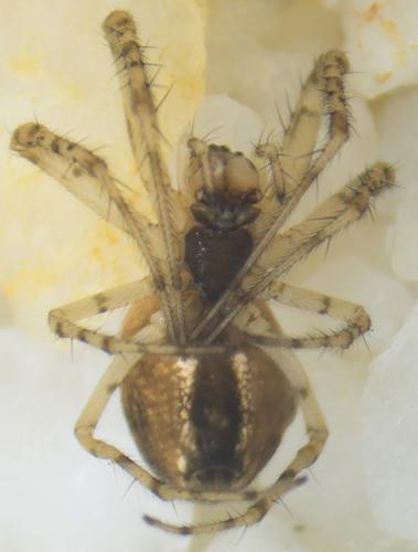 Metellina sp.