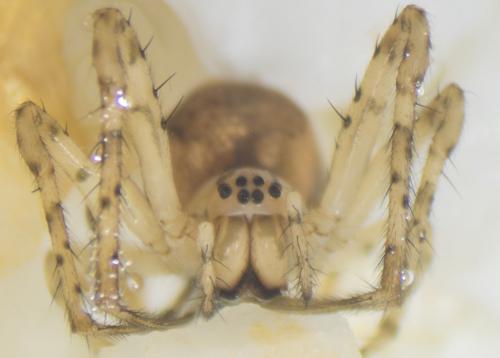 Réf. 184 118 : Metellina sp.