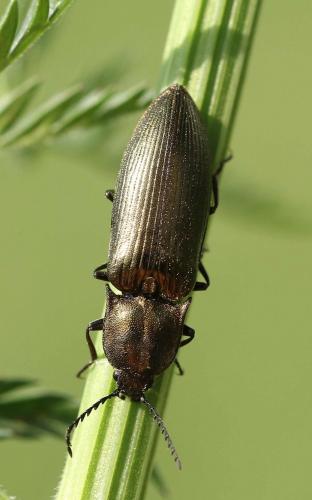 Ctenicera pectinicornis