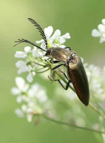 Ctenicera pectinicornis