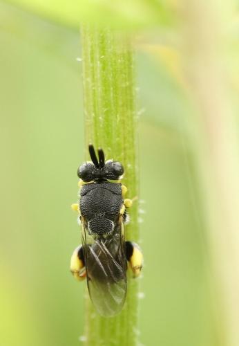 Réf. 184 184 : Brachymeria sp.