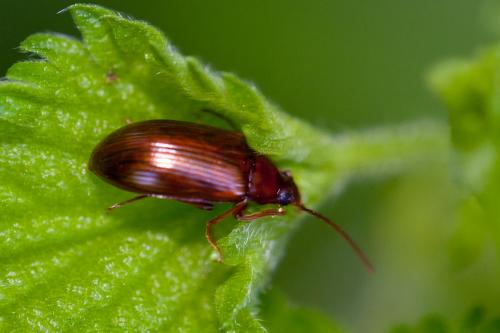 Réf. 184 248 : Gonodera luperus