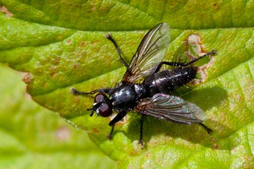 Stevenia sp.