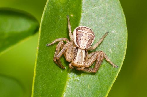 Réf. 184 374 : Xysticus ulmi