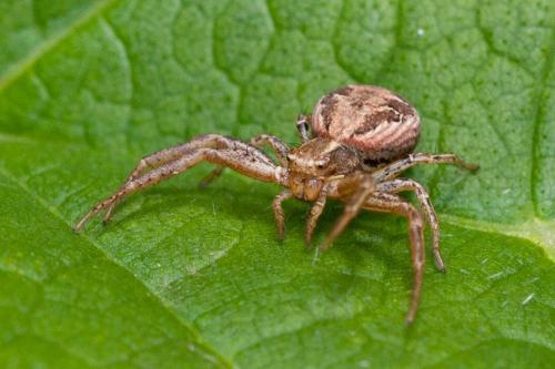 Xysticus sp.