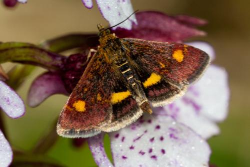 Réf. 184 327 : Pyrausta aurata