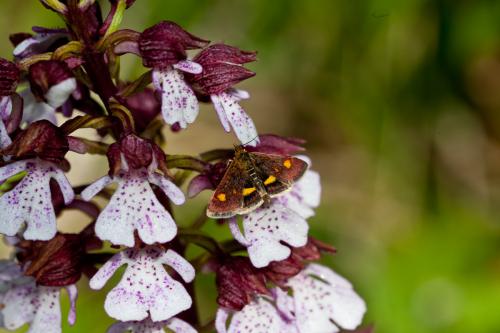 Réf. 184 371 : Pyrausta aurata
