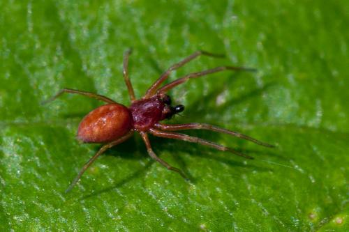 Nigma sp.
