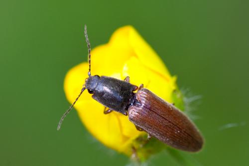 Réf. 184 385 : Athous haemorrhoidalis