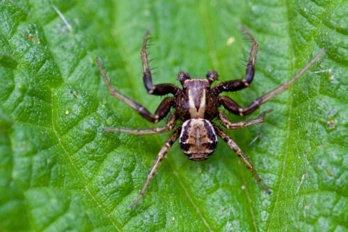 Xysticus sp.