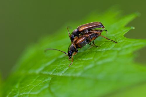 Réf. 184 974 : Alosterna tabacicolor