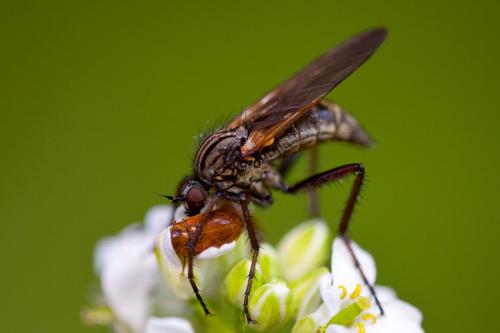 Réf. 184 399 : Empis tessellata