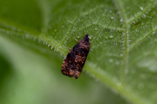 Endothenia ustulana