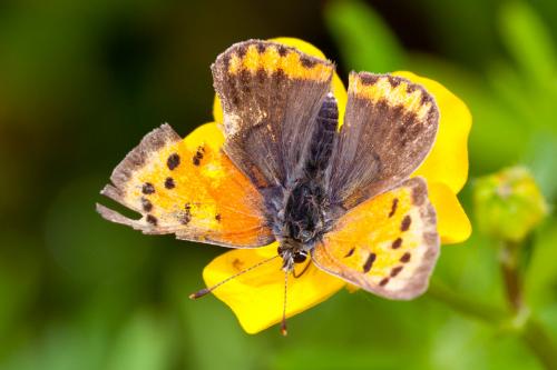 Lycaena phlaeas