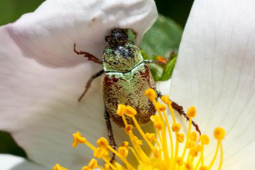 Réf. 184 514 : Hoplia argentea