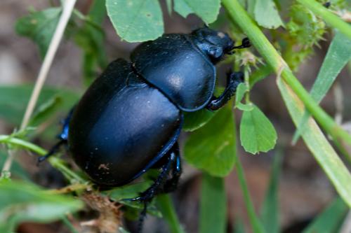 Réf. 184 977 : Trypocopris vernalis