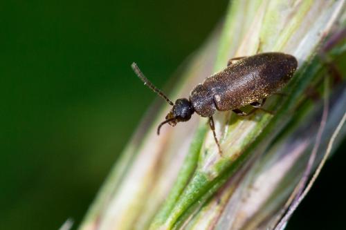 Scraptia dubia