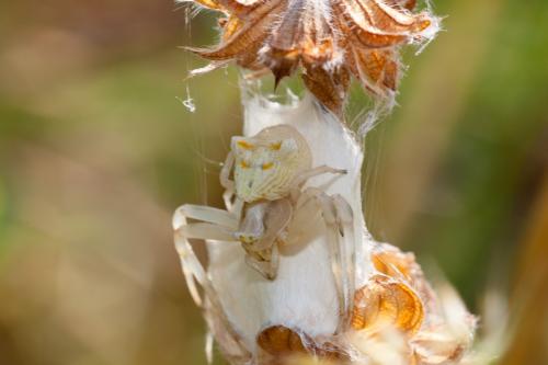Thomisus onustus