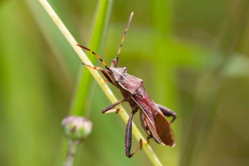 Réf. 184 735 : Camptopus lateralis