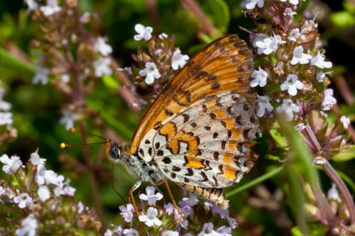 Melitaea didyma