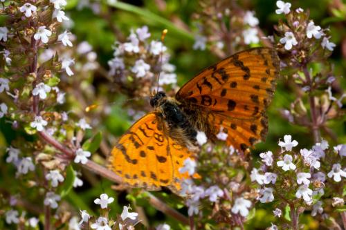 Réf. 184 736 : Melitaea didyma