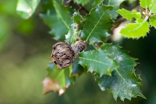 Phyllodiplosis cocciferae