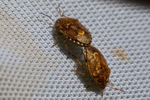 Staria lunata