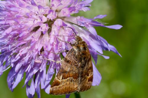 Réf. 184 915 : Euclidia glyphica