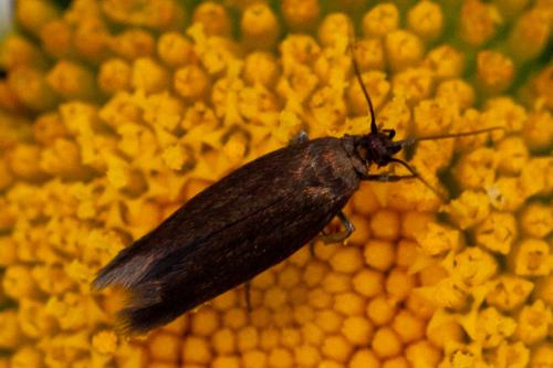Réf. 184 981 : Scythris sp.