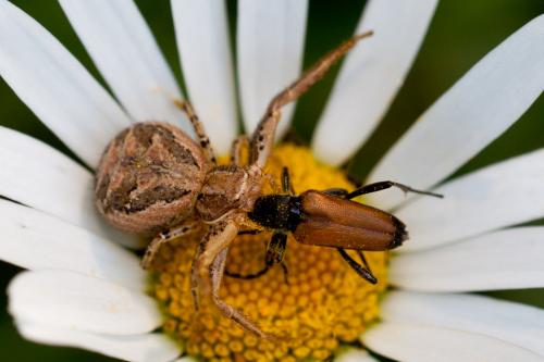 Réf. 184 972 : Xysticus sp.