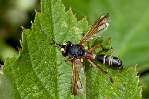 Réf. 184 633 : Physocephala rufipes